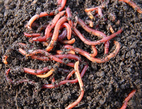 Lombrics Eisenia Fetida - Compost Up